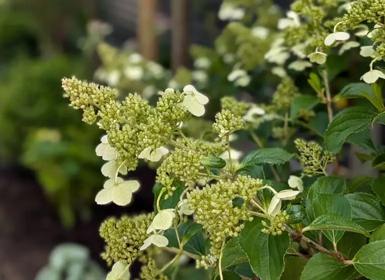 Photo of some white flowers