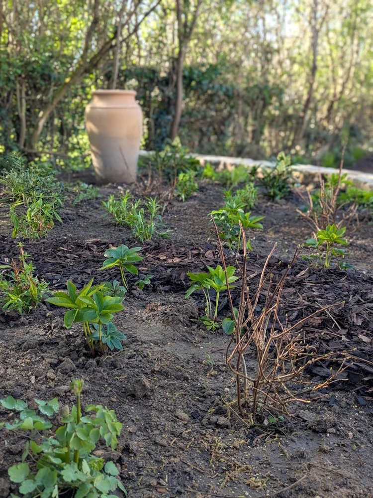 Polemoniums and soft textural planting filling the raised bed