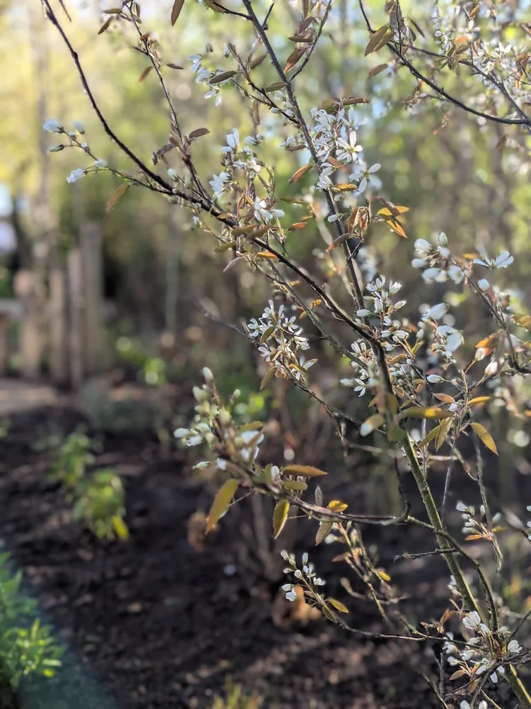 Multi-stem Amelanchier and young hawthorns adding light structure and blossom