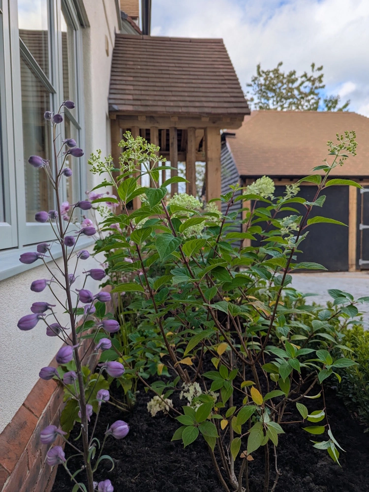 Dusky delphiniums and Japanese anemones threaded through the east-facing border