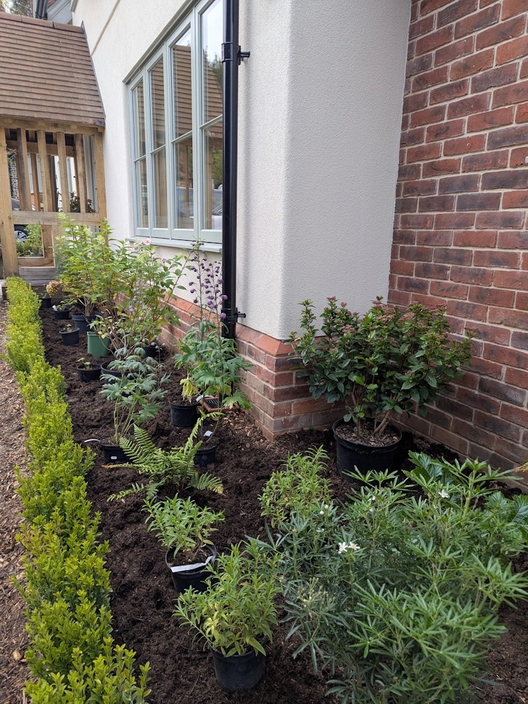 Drifts of spring tulips rising among evergreen shrubs for early season colour