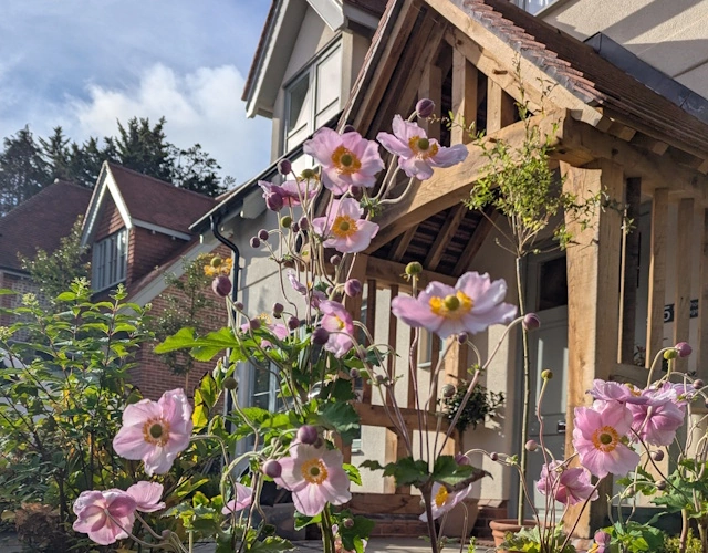 Cottage garden planting softening a new-build home in Chiddingfold