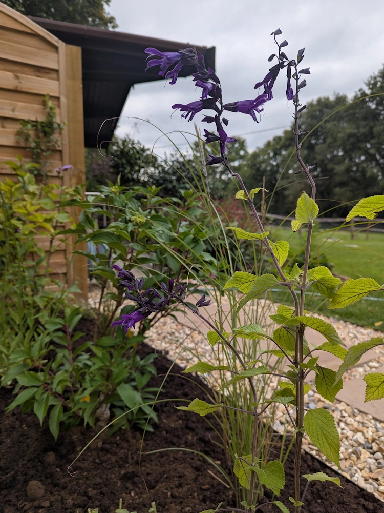 Taller planting and grasses creating enclosure with feature Amelanchier tree