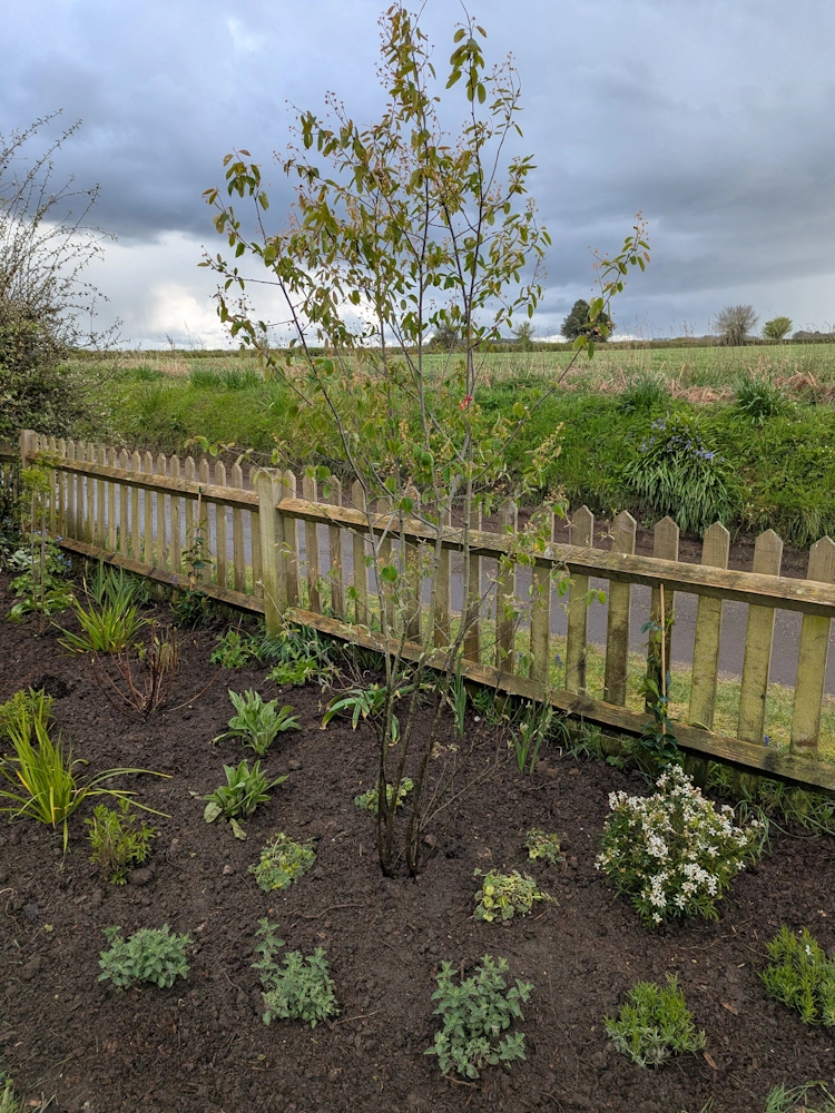 Japanese anemones and penstemons adding height and late season colour