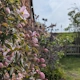 A country garden with colourful borders and views over open fields