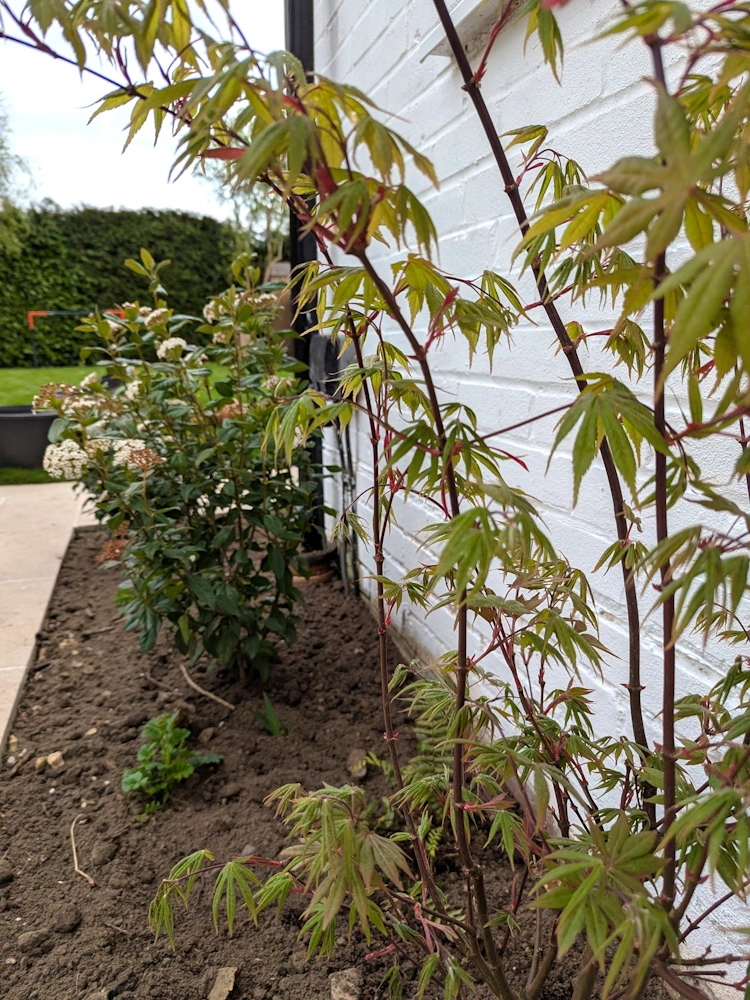 Pleached trees along contemporary grey slatted fence providing privacy and structure