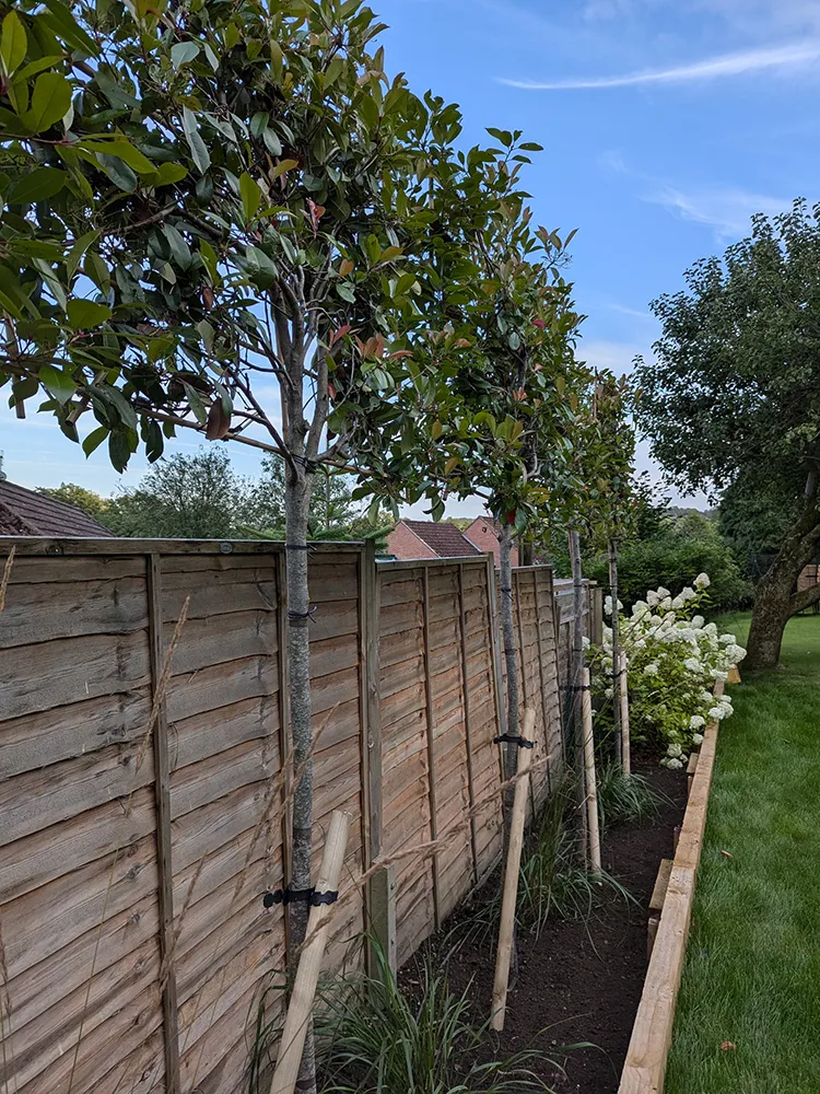 Pleached trees next to a wall