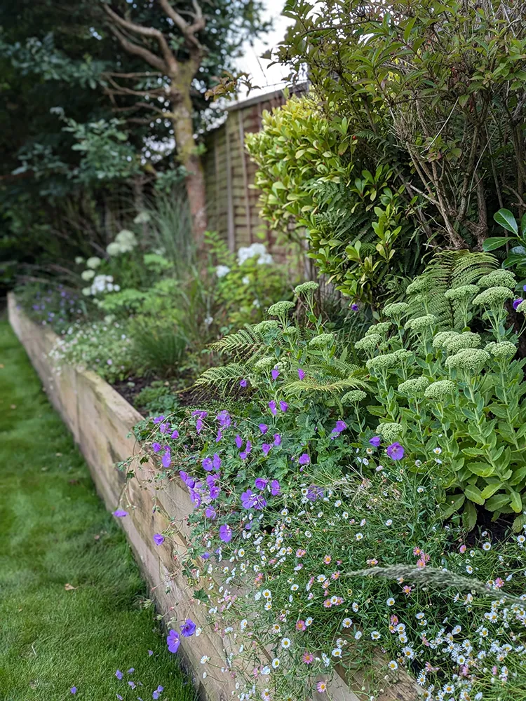 Planted bed next to a wooden fence