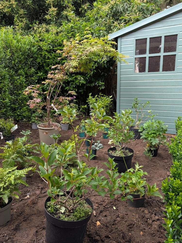 Shade-tolerant foliage establishing well with the help of integrated irrigation