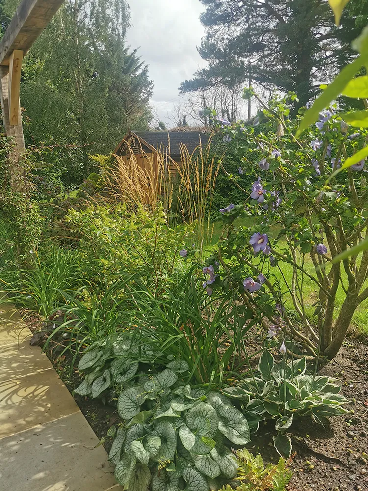 Newly planted green shrubs