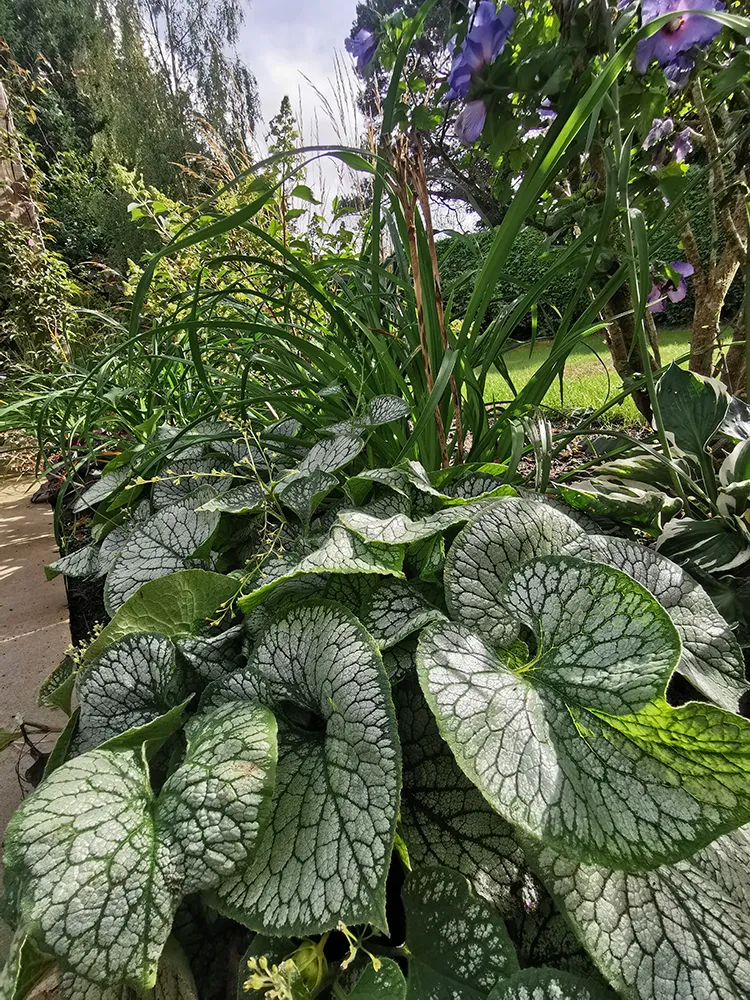 Big leafy green shrubs, newly planted