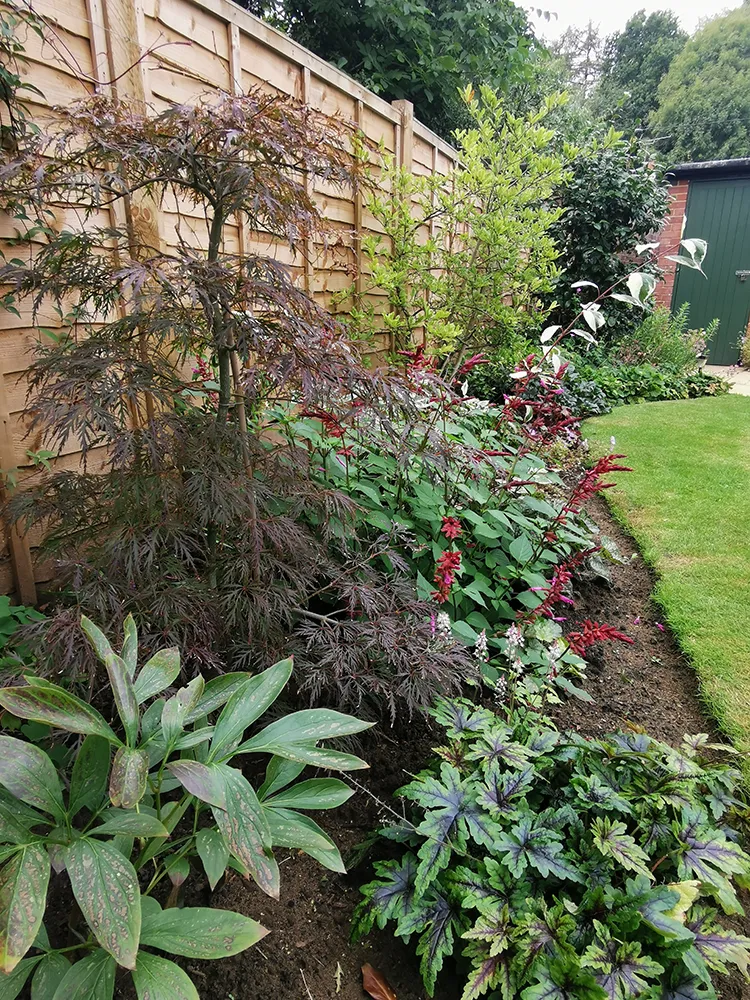 Newly planted green shrubs