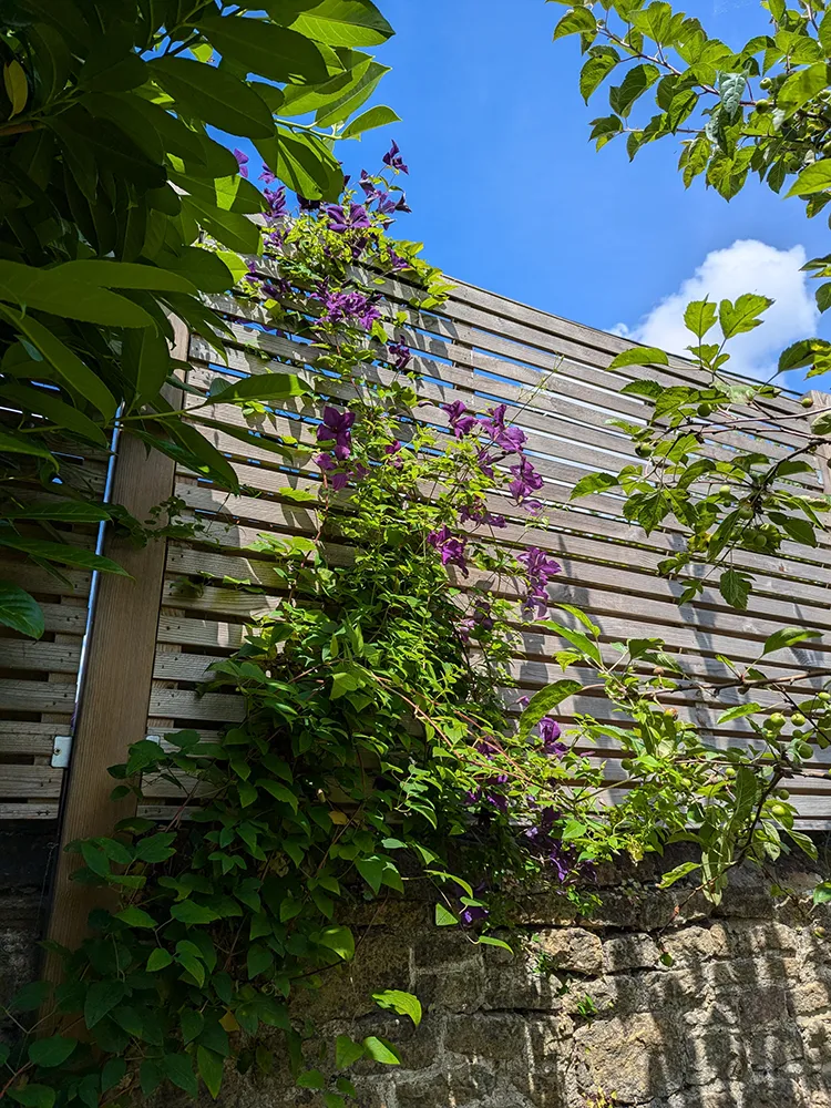 Wall with planting on top of it, next to a fence