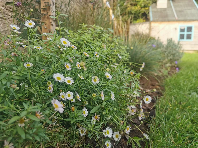 A further image of planted beds next to a wall, well established after some time to develop