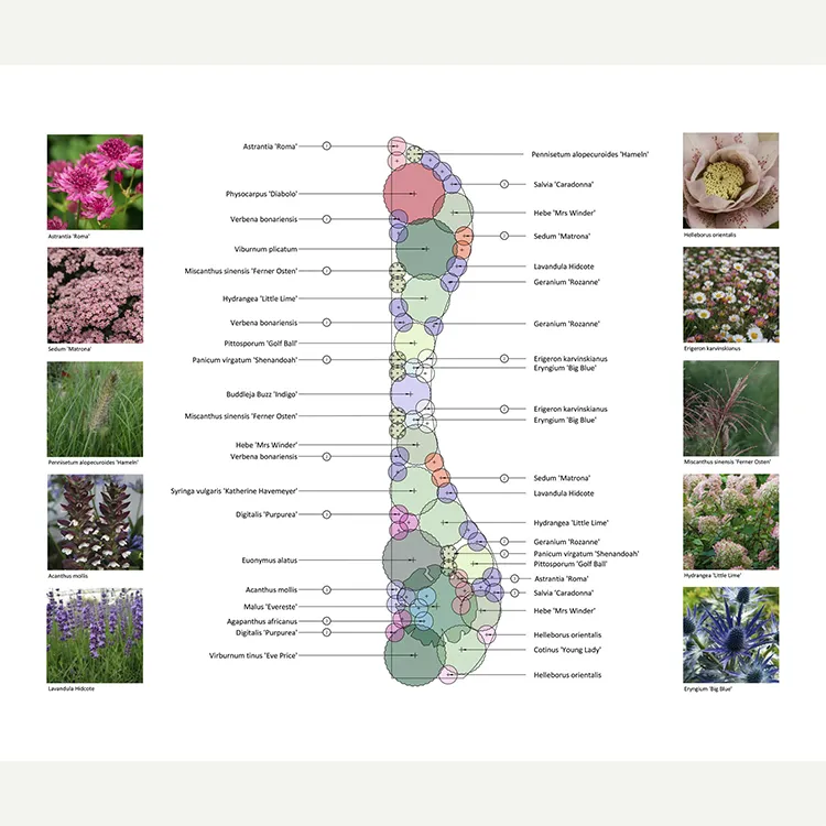 2D planting plan for the project