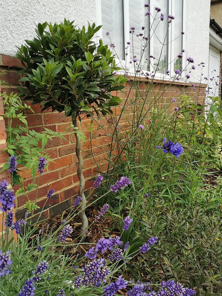 A larger green shrub with planting around it