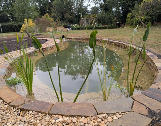 Wildlife pond with yin-yang shape and bog garden in Farnham