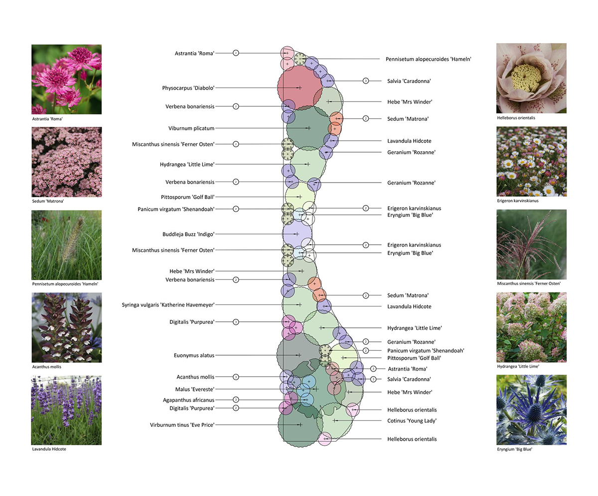 Picture showing a 2d planting scheme design